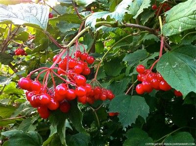 cranberry-pflanze-busch